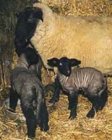 Lamm-Zeit