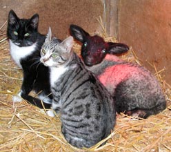 Die j�ngsten Katzen besuchen das Flaschenkind