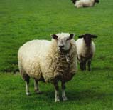 Mutterschaf mit Lamm