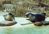 Hein und Lmmel sind Sohn und Vater