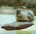Hein im Fellwechsel