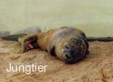 Seehund-Jungtier